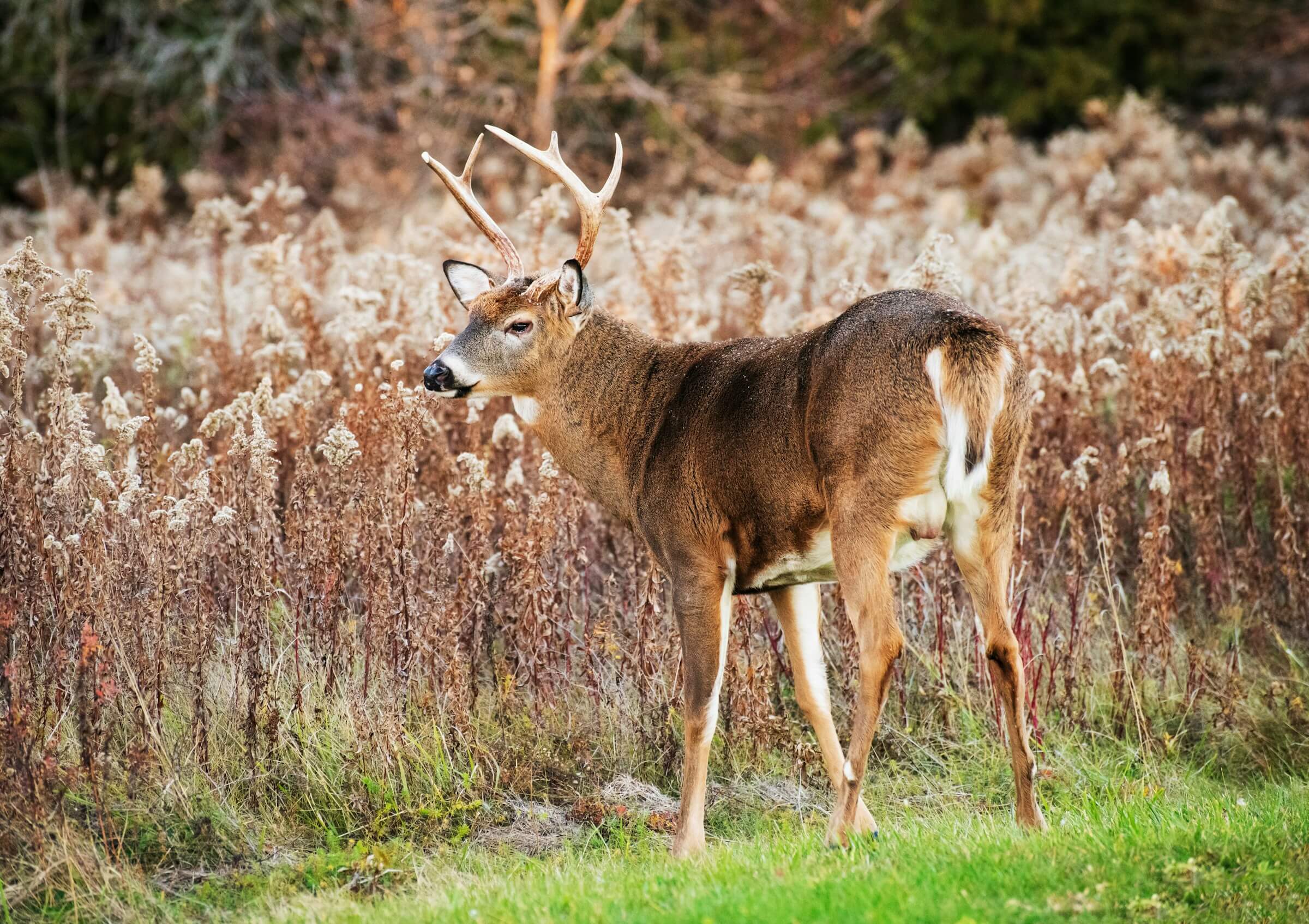 white-tailed deer